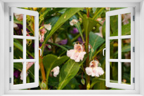 Fototapeta Naklejka Na Ścianę Okno 3D - Pink balsam flowers growing in a field. 