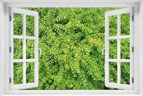 Fototapeta Naklejka Na Ścianę Okno 3D - Green leaves wall background. Decorative leaf texture.