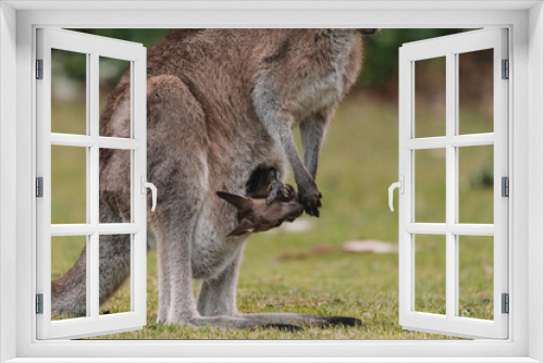 Fototapeta Naklejka Na Ścianę Okno 3D - Mother Kangaroo with her Joey