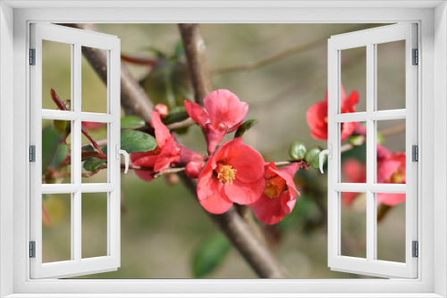 Fototapeta Naklejka Na Ścianę Okno 3D - Japanese Flowering Quince