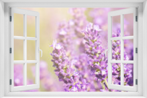 Fototapeta Naklejka Na Ścianę Okno 3D - Soft focus on lavender flowers meadow, beautiful summer background. Selective focus