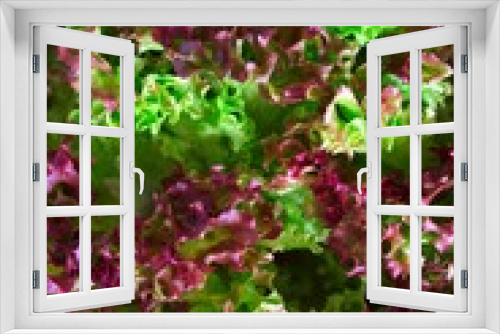 Fototapeta Naklejka Na Ścianę Okno 3D - Fresh colorful lettuce salad background. Top view. Healthy food.
