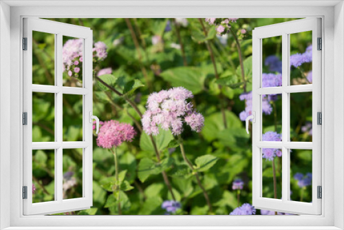 Fototapeta Naklejka Na Ścianę Okno 3D - close up of Ageratum or whiteweed growing in a garden