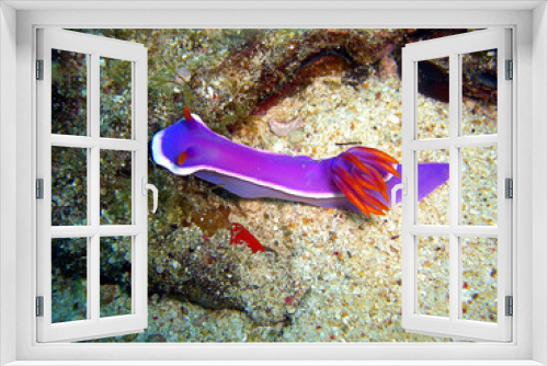 Fototapeta Naklejka Na Ścianę Okno 3D - Sea Slug or Nudibranch (Hypselodoris Apolegma) in the filipino sea 15.11.2014