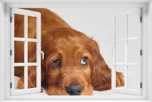 Fototapeta Naklejka Na Ścianę Okno 3D - charming Irish setter puppy of brown color on a white background