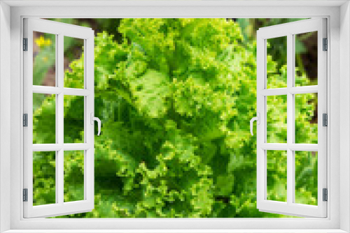 Fototapeta Naklejka Na Ścianę Okno 3D - A close up of a lush green forest