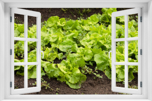 Fototapeta Naklejka Na Ścianę Okno 3D - Lettuce in a vegetable garden.
