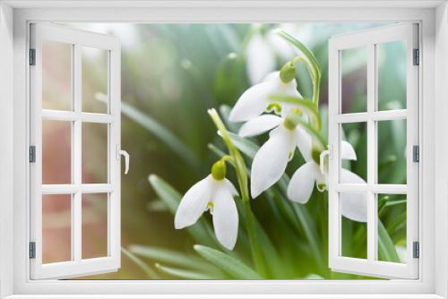 Fototapeta Naklejka Na Ścianę Okno 3D - First spring flowers snowdrops background with soft focus