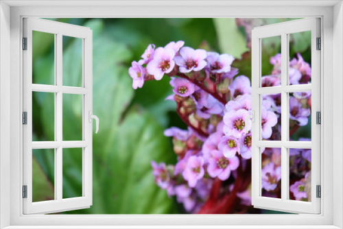 Fototapeta Naklejka Na Ścianę Okno 3D - Blooming Bergénia crassifólia, selective focus, blurred background, horizontal orientation.