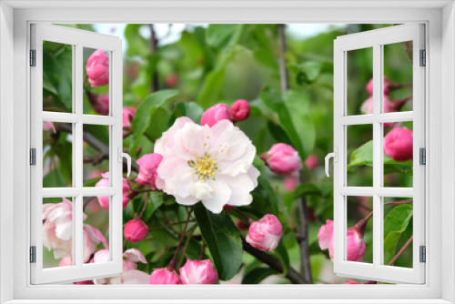 Fototapeta Naklejka Na Ścianę Okno 3D - Blooming apple tree (Malus spectabilis), lush pink branches in bloom, sakura, selective focus, blurred background, horizontal orientation.