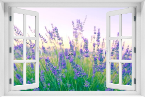Fototapeta Naklejka Na Ścianę Okno 3D - field of lavender