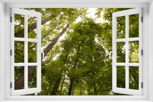 Fototapeta Naklejka Na Ścianę Okno 3D - Forest in the Great Smoky Mountains.
