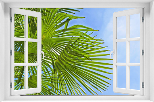 Fototapeta Naklejka Na Ścianę Okno 3D - Under the palm