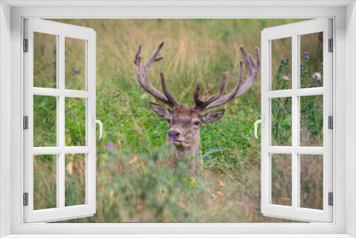 Fototapeta Naklejka Na Ścianę Okno 3D - majestic deer with horns lies in a green grass in the woods and looks directly into the camera.