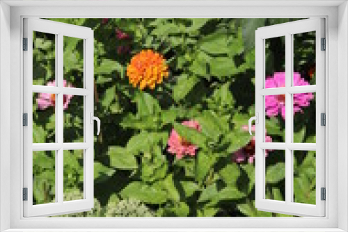 Fototapeta Naklejka Na Ścianę Okno 3D - flowers in the garden