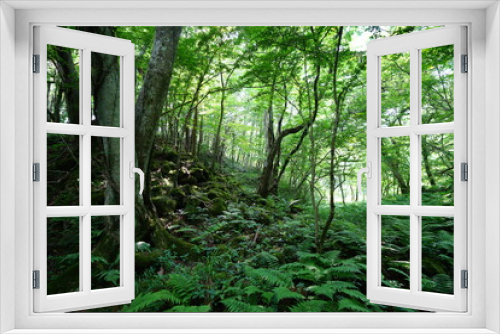 Fototapeta Naklejka Na Ścianę Okno 3D - a lively dense forest in summer