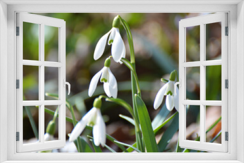 Fototapeta Naklejka Na Ścianę Okno 3D - In the forest in spring snowdrops (Galanthus nivalis) bloom