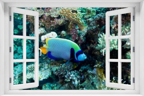 Fototapeta Naklejka Na Ścianę Okno 3D - Emperor angelfish in the Red Sea, Egypt.