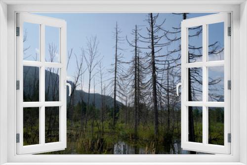 Fototapeta Naklejka Na Ścianę Okno 3D - The climate crisis and forest dieback hit the forests in Germany and Bavaria very hard, photographed in 2021