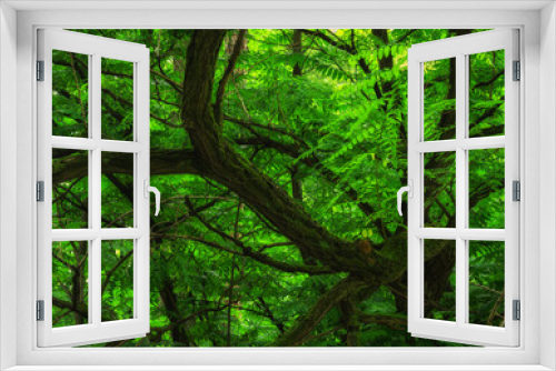 Fototapeta Naklejka Na Ścianę Okno 3D - Gałęzie starego drzewa w parku miejskim