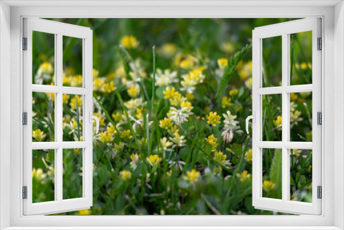 Fototapeta Naklejka Na Ścianę Okno 3D - Drobne żółto-białe polne kwiatki w gęstej trawie