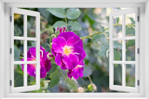 Fototapeta Naklejka Na Ścianę Okno 3D - A branch of a rose with unusual purple violet flowers against a background of green leaves in the garden.