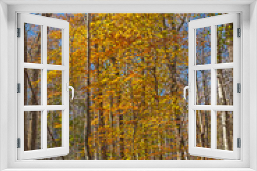 Fototapeta Naklejka Na Ścianę Okno 3D - Fall Colors in the Understory of Remote Forest