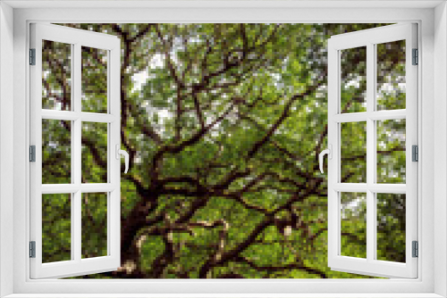 Fototapeta Naklejka Na Ścianę Okno 3D - Oak Tree