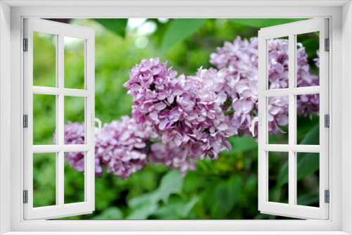 Fototapeta Naklejka Na Ścianę Okno 3D - Light purple lilac flowers close up