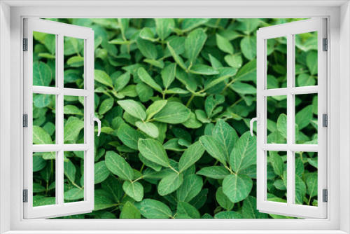 Fototapeta Naklejka Na Ścianę Okno 3D - Robust soybean leaves on the field. Green background agriculture. Soft selective focus.
