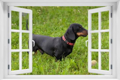 Fototapeta Naklejka Na Ścianę Okno 3D - Black and tan dachshund is playing ball in meadow on sunny day