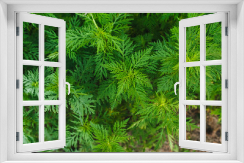 Fototapeta Naklejka Na Ścianę Okno 3D - Background, texture of green blooming ragweed, a summer plant in the garden. Allergic growth.