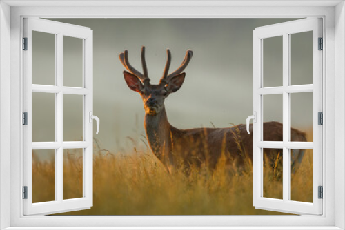 Fototapeta Naklejka Na Ścianę Okno 3D - Young red deer standing in the high grass. Animal lit by morning sun rays with fog in the background. Stag with antlers covered in velvet. Red deer, Cervus elaphus, wildlife, Slovakia.