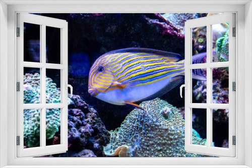 Fototapeta Naklejka Na Ścianę Okno 3D - Acanthurus lineatus fish