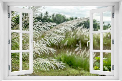 Fototapeta Naklejka Na Ścianę Okno 3D - reeds field 