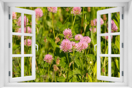 Fototapeta Naklejka Na Ścianę Okno 3D - pink flower