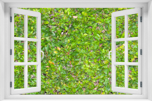 Fototapeta Naklejka Na Ścianę Okno 3D - outdoor green ivy background in garden