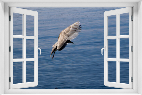 Fototapeta Naklejka Na Ścianę Okno 3D - bird in flight over water