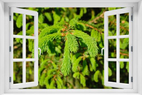 Fototapeta Naklejka Na Ścianę Okno 3D - Spruce pine green branch with young shoots in the daytime in the woods, park, in nature. No people, close-up, selective focus. High quality photo