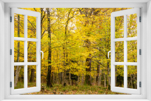 Fototapeta Naklejka Na Ścianę Okno 3D - Forêt en automne avec des arbres aux feuilles jaunes