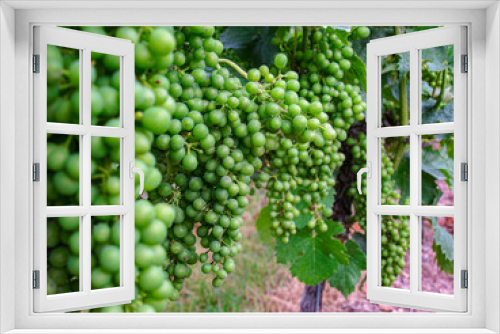 Fototapeta Naklejka Na Ścianę Okno 3D - green grapes on vine