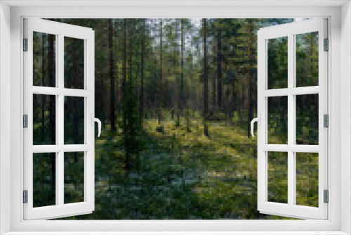 Fototapeta Naklejka Na Ścianę Okno 3D - A beautiful pine forest. Green forest glade. Summer evening.