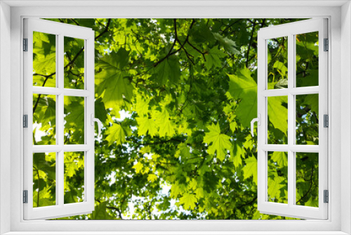Fototapeta Naklejka Na Ścianę Okno 3D - Fresh green maple foliage illuminated by sunlight