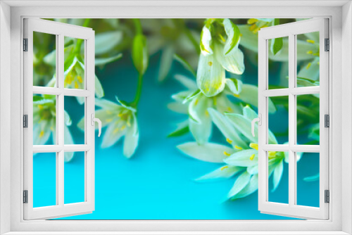 Fototapeta Naklejka Na Ścianę Okno 3D - closeup white flowers on blue background