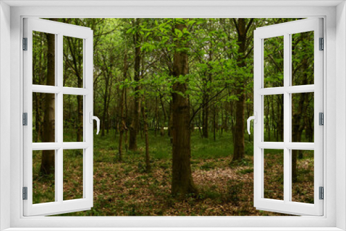 Fototapeta Naklejka Na Ścianę Okno 3D - Trees stretch off as far as one can see amid shade and dappled sunlight, with thick leaf litter and undergrowth underfoot.