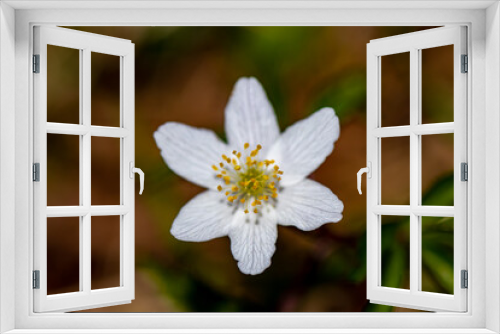 Fototapeta Naklejka Na Ścianę Okno 3D - Anemonoides nemorosa flower growing in forest, macro