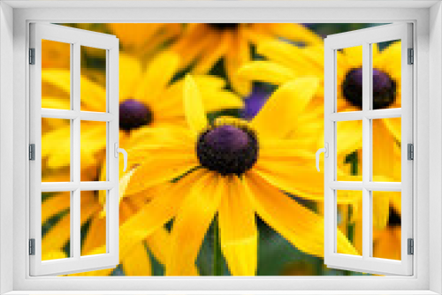 Fototapeta Naklejka Na Ścianę Okno 3D - Black eyed susan rudbeckia flowers