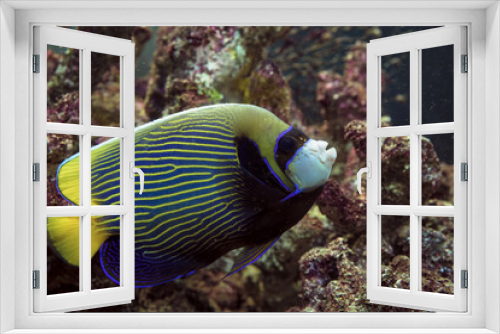 Fototapeta Naklejka Na Ścianę Okno 3D - Emperor angelfish underwater view