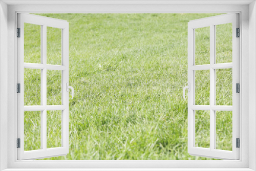 Fototapeta Naklejka Na Ścianę Okno 3D - Perfect green grass texture