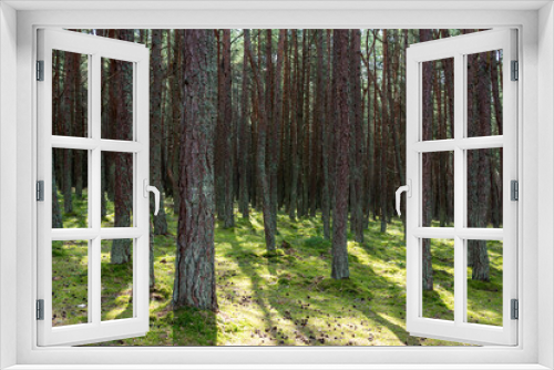 Fototapeta Naklejka Na Ścianę Okno 3D - Pine forest with curved trunks called 